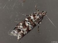 Southern Pine Coneworm Moth