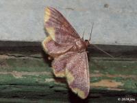 Stained Lophosis Moth (Male)