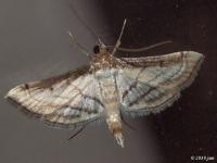 Trapeze Moth