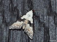 Thin-winged Owlet Moth