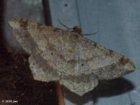 Dot-lined Angle Moth