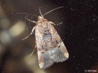 Chalcedony Midget Moth