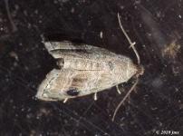 Abablemma Moth