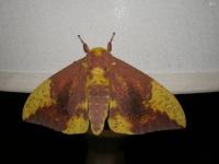 Imperial Moth, MOTH31(Yes, it flew inside and landed on my lamp, about midnight)