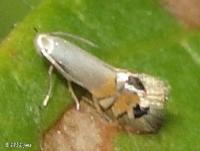Shield Bearer Moth(probable C. juglandiella)
