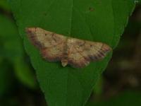 Red Bordered Wave Moth