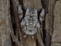 Sad Underwing Moth(Catocala maestosa), MOTH88