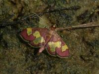 Distinguished Colomychus Moth