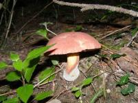 Unknown Mushroom, MSHR3