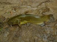 Mud Catfish(Yellow Bullhead)