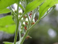Aphid Nymphs