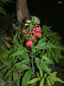 Cardinal Flower Plant, ORCH1