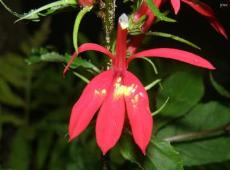 Cardinal Flower, ORCH1A
