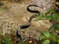 Plain-bellied Water Snake