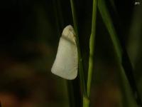  Flatid Planthopper