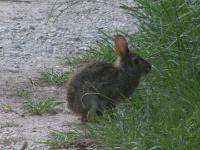 Cottontail Rabbit, RABB1