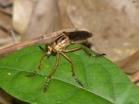 Hanging-thieves Robber Fly