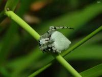 Humpbacked Orbweaver Spider