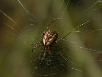 Tuftlegged Orbweaver Spider