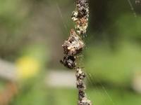 Trashline Orbweaver Spider