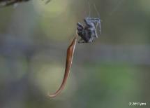 Kleptoparasitic Spider(Argyrodes fictilium)