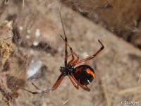 Juvenile Black Widow Spider