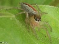 Dimorphic Jumper Spider