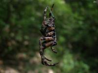 Giant Lichen Orbweaver Spider