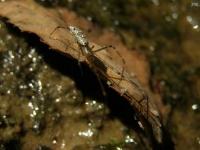 Longjawed Orbweaver Spider