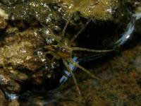 Baby Fishing Spider