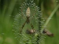 Juvenile Yellow Garden Spider