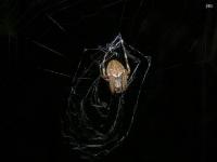 Uknown Orbweaver Spider