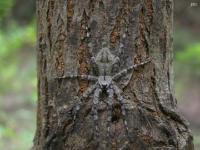 Whitebanded Fishing Spider