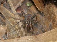 Funnel Web Spider(Grass Spider)