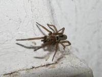 Crevice Weaver Spider