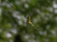 Orchard  Orbweaver Spider