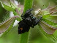 Bold Jumper Spider