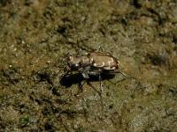 Common Shore Tiger Beetle