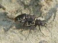 Common Shore Tiger Beetle Mating