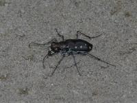 Ocellated Tiger Beetle
