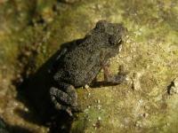 Baby Toad, 1/2 inch