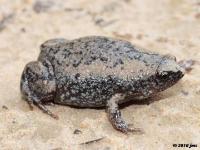 Eastern Narrowmouth Toad