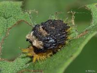 Tortoise Beetle Larvae
