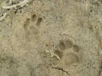 Bobcat Track, No claw marks
