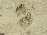 Canine Track, Possible Coyote