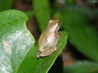 Baby Frog Uknown 1/2 inch