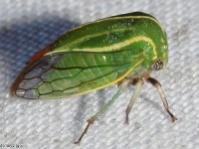 Tortistilus sp. Treehopper