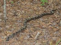 Rat Snake( approx. 6 ft.)