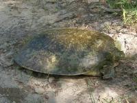 Large Spiny Softshell Turtle