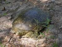 Large Spiny Softshell Turtle